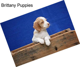 Brittany Puppies