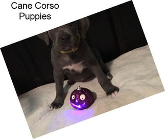 Cane Corso Puppies