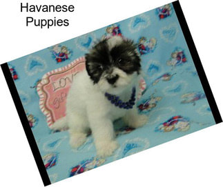 Havanese Puppies