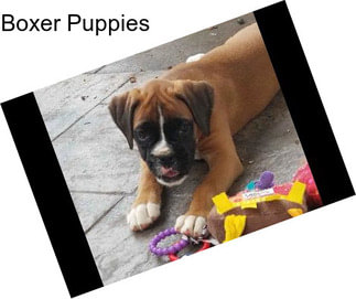 Boxer Puppies