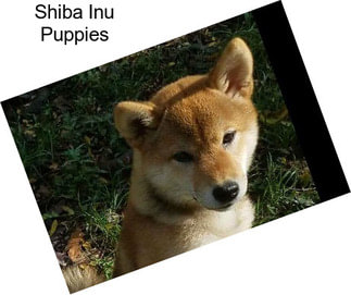 Shiba Inu Dogs For Sale In Illinois Agriseekcom