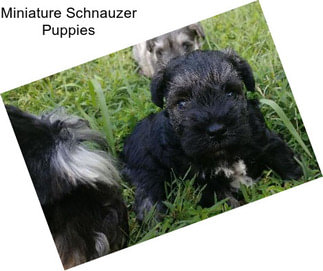 Miniature Schnauzer Puppies