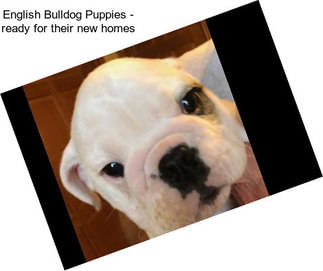 English Bulldog Puppies - ready for their new homes