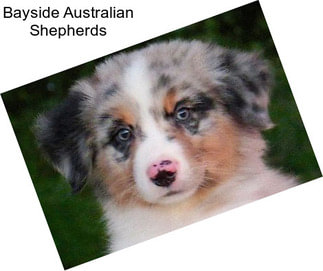 Bayside Australian Shepherds