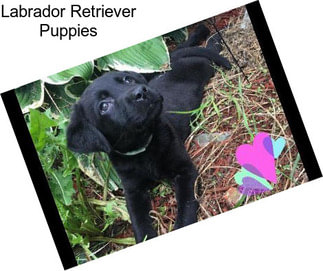 Labrador Retriever Puppies