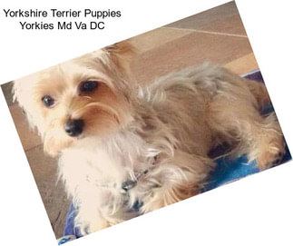 Yorkshire Terrier Puppies Yorkies Md Va DC