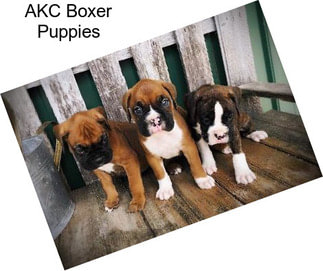 AKC Boxer Puppies