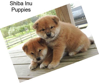 Shiba Inu Puppies