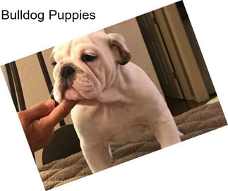 Bulldog Puppies