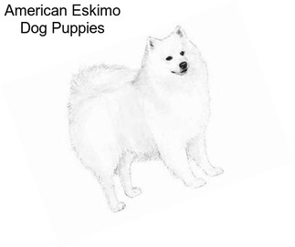 American Eskimo Dog Puppies