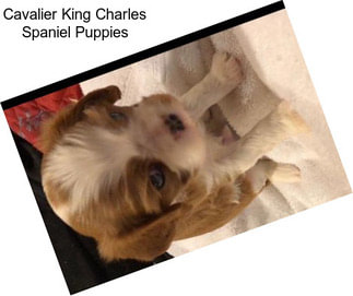 Cavalier King Charles Spaniel Puppies