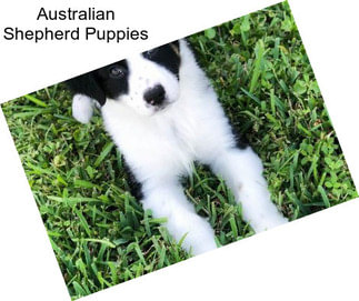 Australian Shepherd Puppies