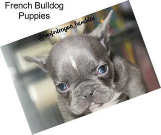 French Bulldog Puppies