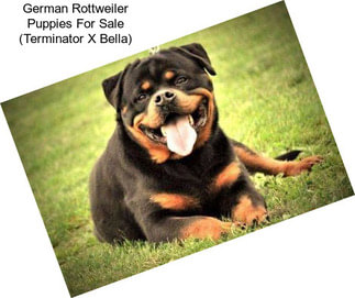 German Rottweiler Puppies For Sale (Terminator X Bella)