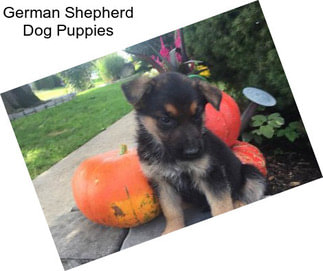 German Shepherd Dog Puppies