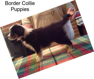 Border Collie Puppies