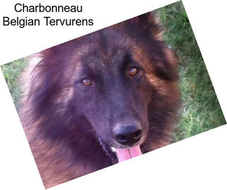 Charbonneau Belgian Tervurens