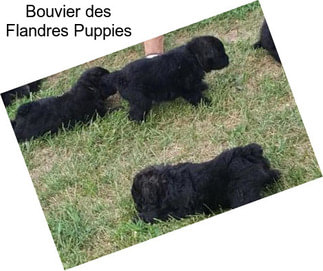 Bouvier des Flandres Puppies