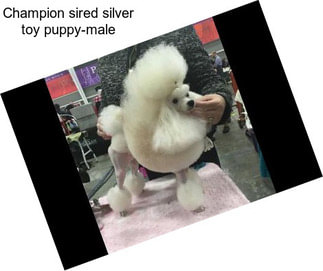 Champion sired silver toy puppy-male