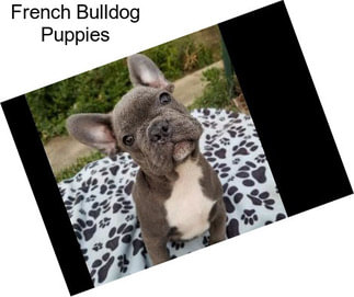 French Bulldog Puppies