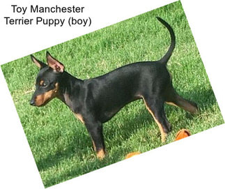 Toy Manchester Terrier Puppy (boy)