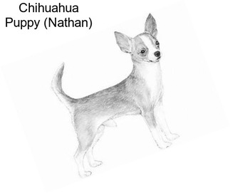 Chihuahua Puppy (Nathan)