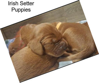 Irish Setter Puppies