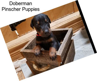 Doberman Pinscher Puppies