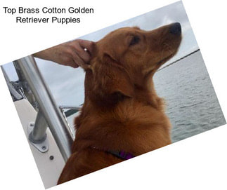 Top Brass Cotton Golden Retriever Puppies