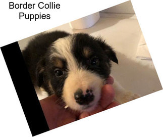 Border Collie Puppies