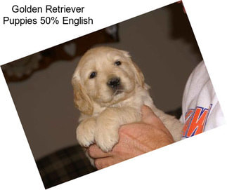 Golden Retriever Puppies 50% English