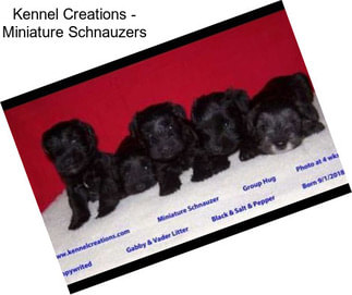 Kennel Creations - Miniature Schnauzers
