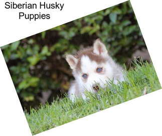 Siberian Husky Puppies