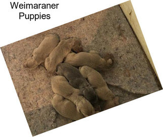 Weimaraner Puppies