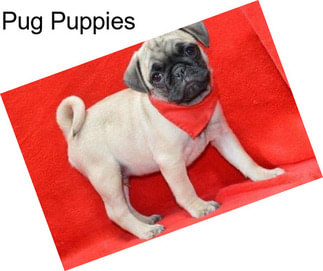 Pug Puppies