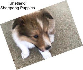 Shetland Sheepdog Puppies