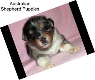 Australian Shepherd Puppies