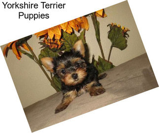 Yorkshire Terrier Puppies