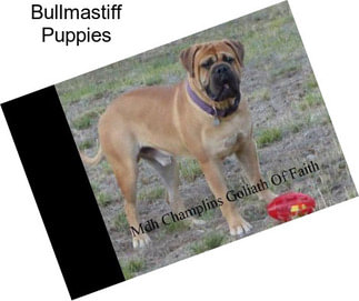 Bullmastiff Puppies