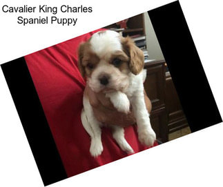 Cavalier King Charles Spaniel Puppy