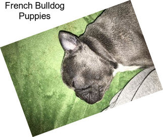 French Bulldog Puppies