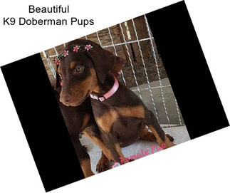 Beautiful K9 Doberman Pups