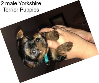 2 male Yorkshire Terrier Puppies