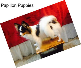 Papillon Puppies