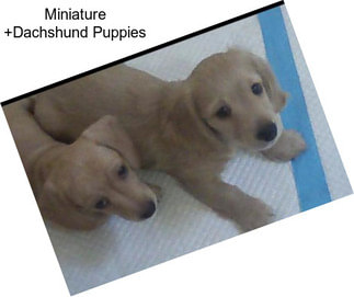 Miniature +Dachshund Puppies