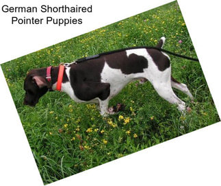 German Shorthaired Pointer Puppies