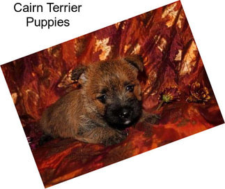Cairn Terrier Puppies