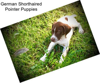 German Shorthaired Pointer Puppies