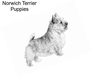 Norwich Terrier Puppies