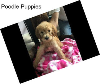 Poodle Puppies